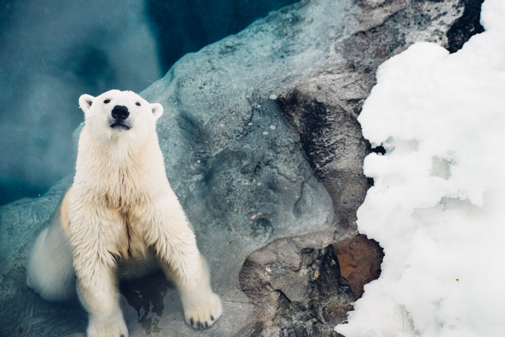 Un ours polaire dans l'eau au Zoo de Saint-Félicien