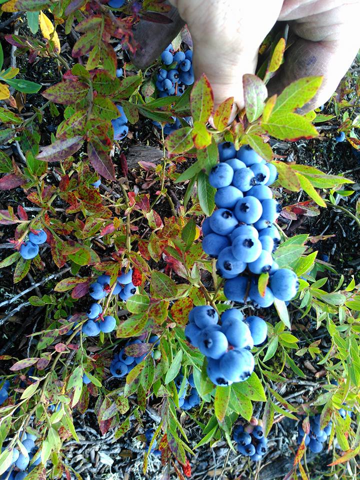 Autocueillette de bleuets au Lac-Saint-Jean