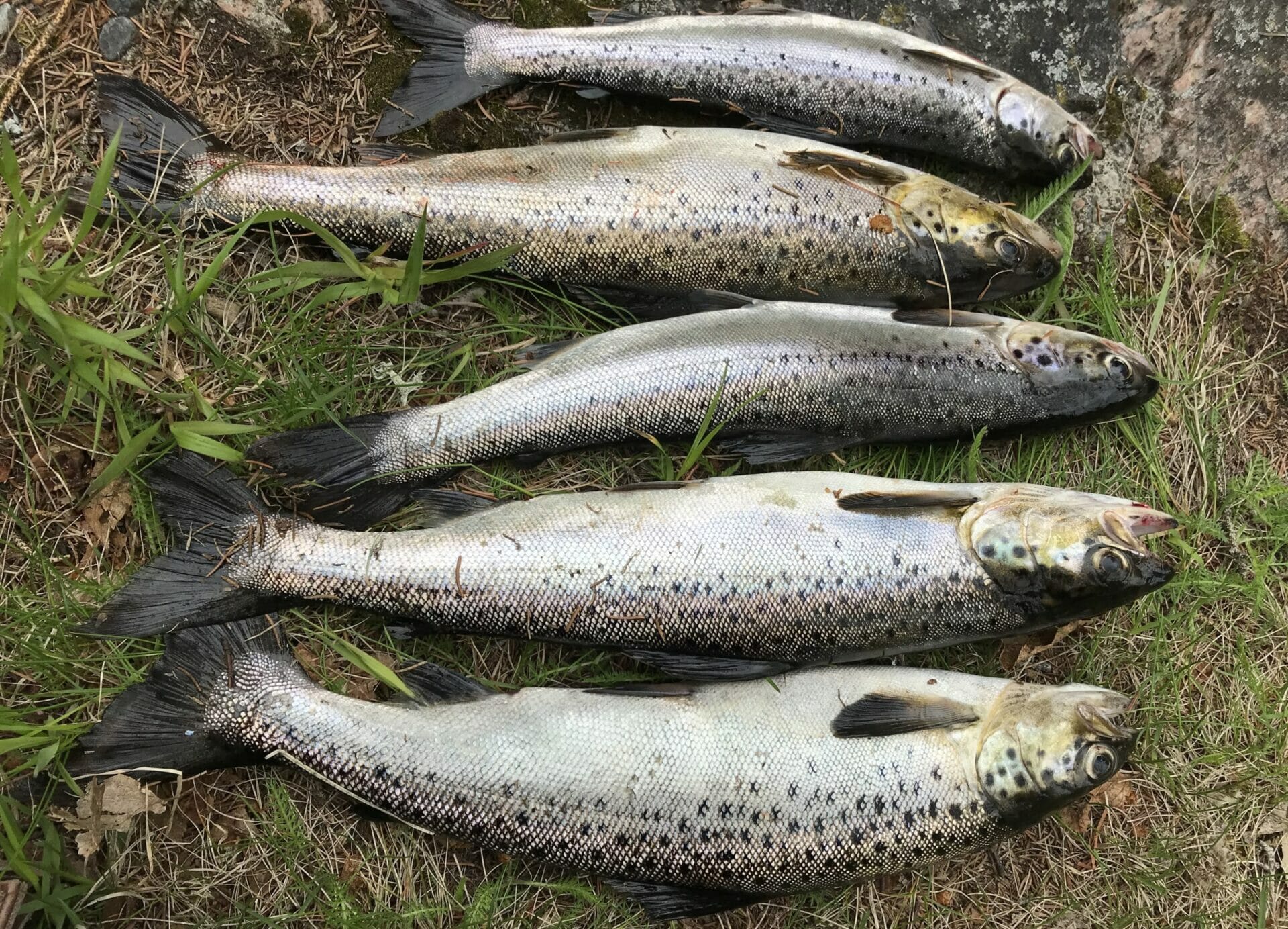 Les pros de la pêche à la ouananiche vous partagent leurs trucs